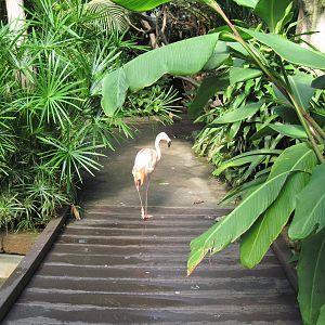 Tropical Rainforest-Caribbean Flamingo