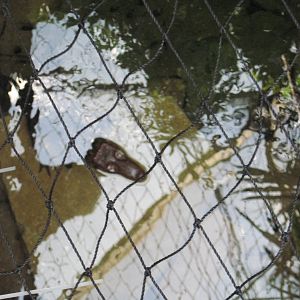 Tropical Rainforest-Dwarf Caiman