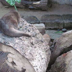 Tropical Rainforest-Asian Small Clawed Otter