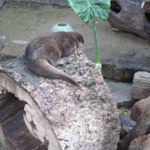 Tropical Rainforest-Asian Small Clawed Otter