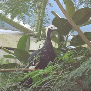 Tropical Rainforest-Blue-throated Piping Guan