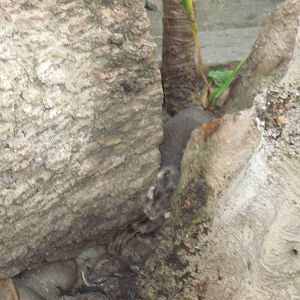 Tropical Rainforest-Asian Small Clawed Otter