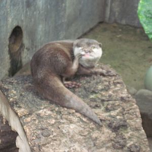 Tropical Rainforest-Tropical Rainforest-Asian Small Clawed Otter