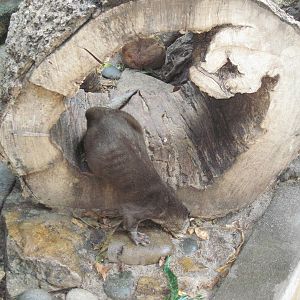 Tropical Rainforest-Asian Small Clawed Otter
