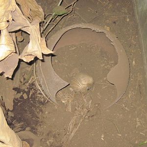 Tropical Rainforest-Southern Three Banded Armadillo