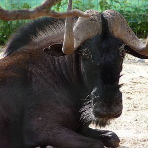 Rooney the Black Wildebeest