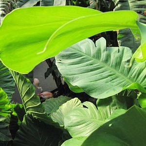 Tropical Rainforest-Foliage