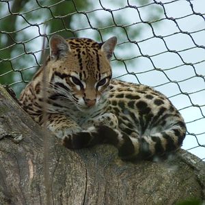 Ocelot