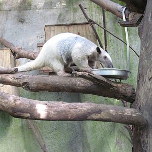 Tropical Rainforest-Southern Tamandua