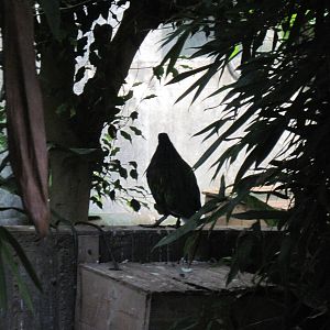 Tropical Rainforest-Nicobar Pigeon