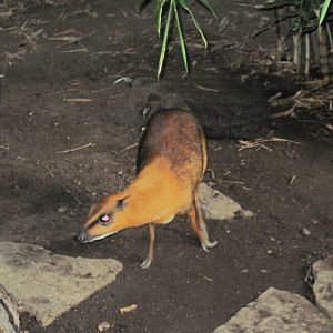Tropical Rainforest-Greater Malayan Chevrotain