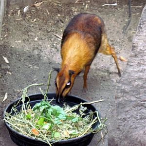 Tropical Rainforest-Greater Malayan Chevrotain