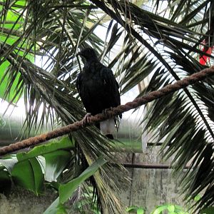 Tropical Rainforest-Nicobar Pigeon