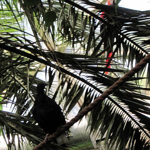Tropical Rainforest-Nicobar Pigeon and Scarlet Macaw