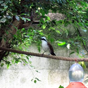 Tropical Rainforest-White-crested Laughing Thrush
