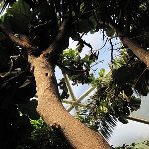 Tropical Rainforest-Flying Foxes
