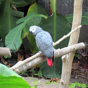 Tropical Rainforest-African Gray Parrot