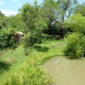 Southern Ground Hornbill Exhibit