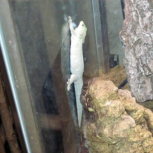 Tropical Rainforest-Standing's Day Gecko