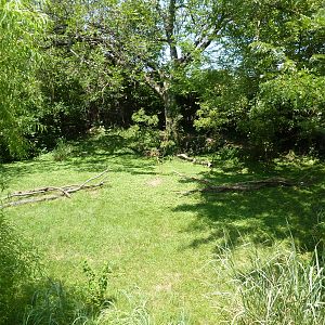 Southern Ground Hornbill Exhibit
