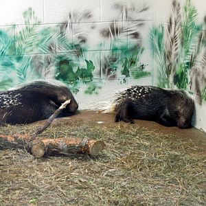 Animals and Man-African Crested Porcupines
