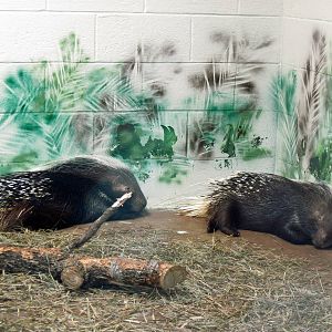 Animals and Man-African Crested Porcupines