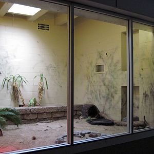 Animals and Man-Beaded Lizards Exhibit