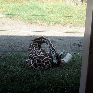 Animals and Man-Reticulated Giraffe