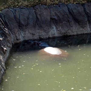 Animals and Man-Nile Hippopotamuses