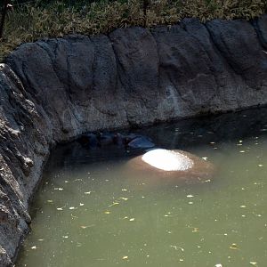 Animals and Man-Nile Hippopotamuses