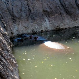 Animals and Man-Nile Hippopotamuses