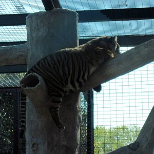 Jungle Cats-Sumatran Tiger