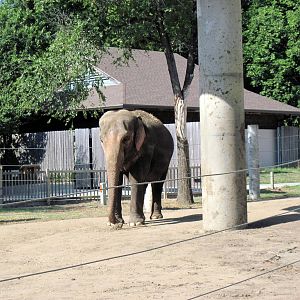 Animals and Man-Asian Elephant