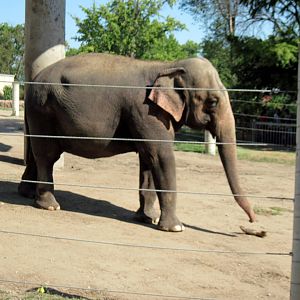 Animals and Man-Asian Elephant