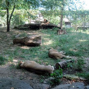 Lions Pride-African Lions