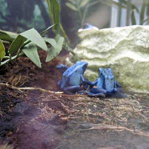 Discovering Apes-Blue Poison Dart Frogs