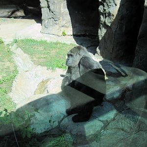 Discovering Apes: Lowland Gorilla