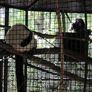 Black and White Ruffed Lemurs