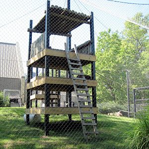 Discovering Apes-Bornean Orangutan Climbing Structure