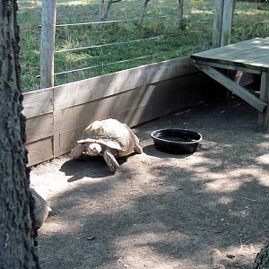 African Spurred Tortoise