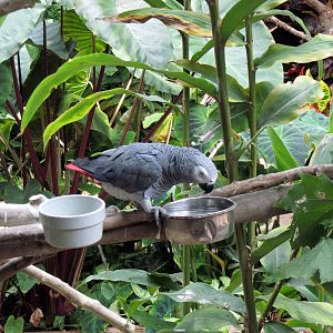 Tropical Rainforest-African Gray Parrot