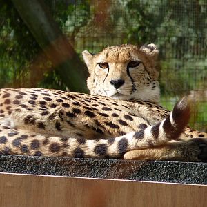 Cheetah
