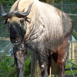 Mooshu the Takin