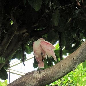 Tropical Rainforest-African Spoonbill