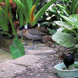 Tropical Rainforest-White-faced Whistling Duck and Crested Wood Partridge