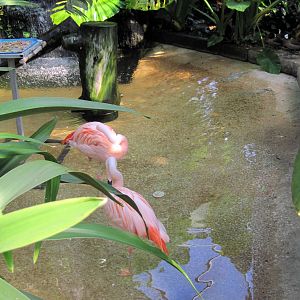 Tropical Rainforest-Caribbean Flamingos