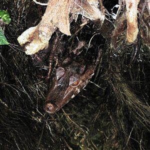 Tropical Rainforest-Dwarf Caiman