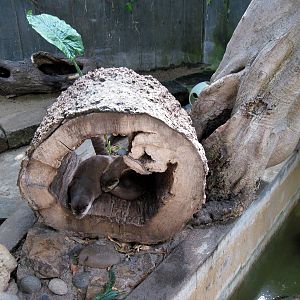 Tropical Rainforest-Asian Small-clawed Otters