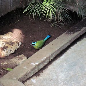 Tropical Rainforest-Blue-crowned Motmots