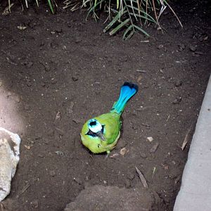 Tropical Rainforest-Blue-crowned Motmots